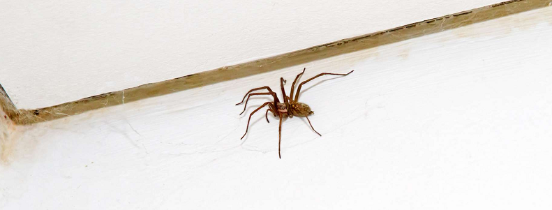 araignées dans la maison
